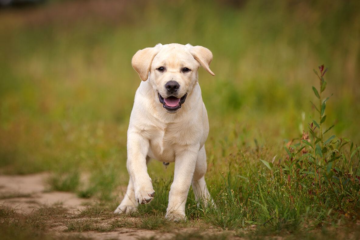 レトリーバー,同行避難