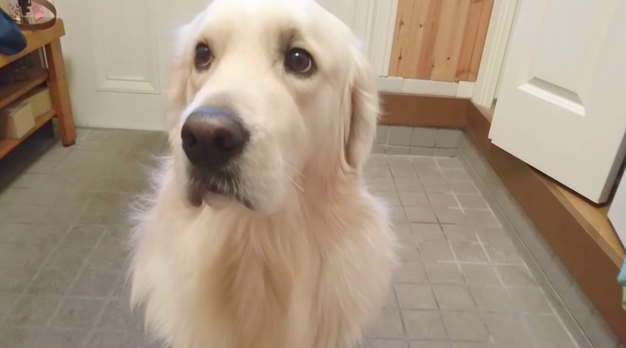 ゴールデンレトリーバー,動画