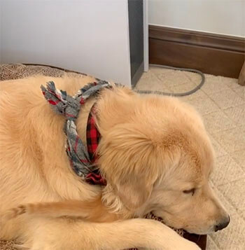 ゴールデンレトリーバー,動画