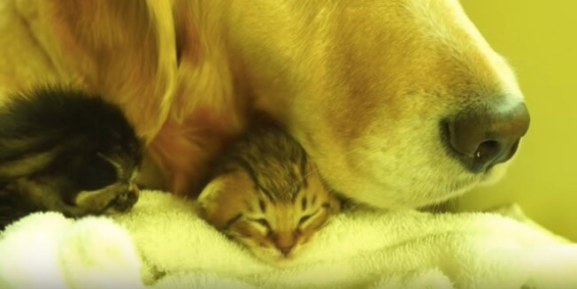 ゴールデンレトリーバー,動画