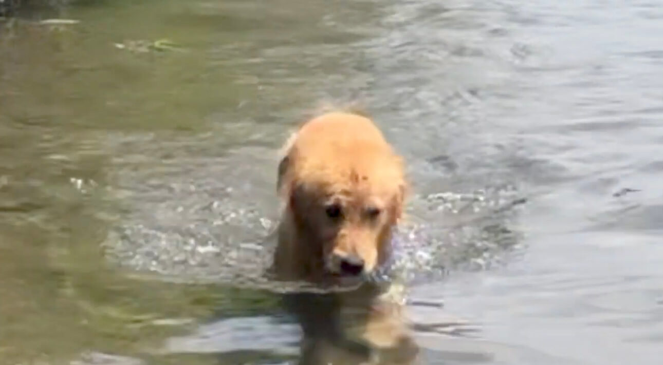 ゴールデンレトリーバー,動画