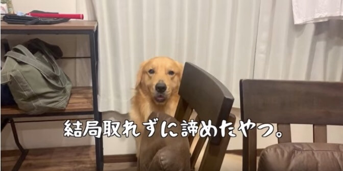 ゴールデンレトリーバー,動画