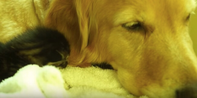 ゴールデンレトリーバー,動画