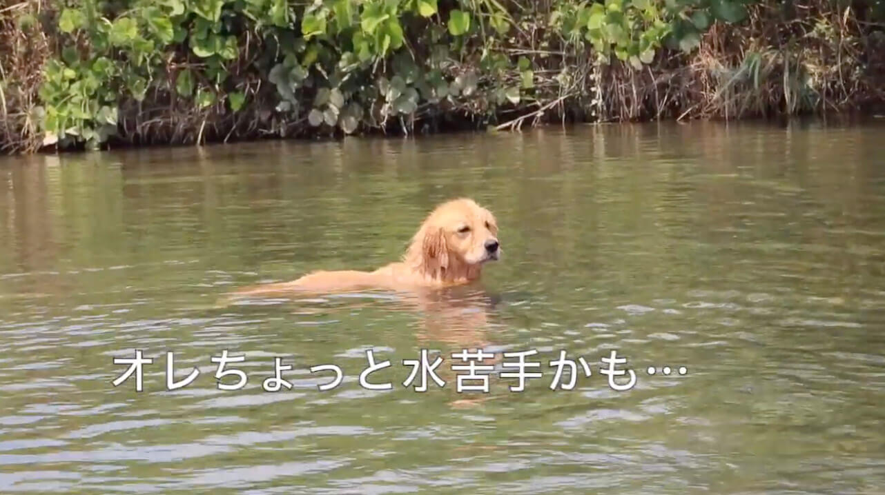 ゴールデンレトリーバー,動画