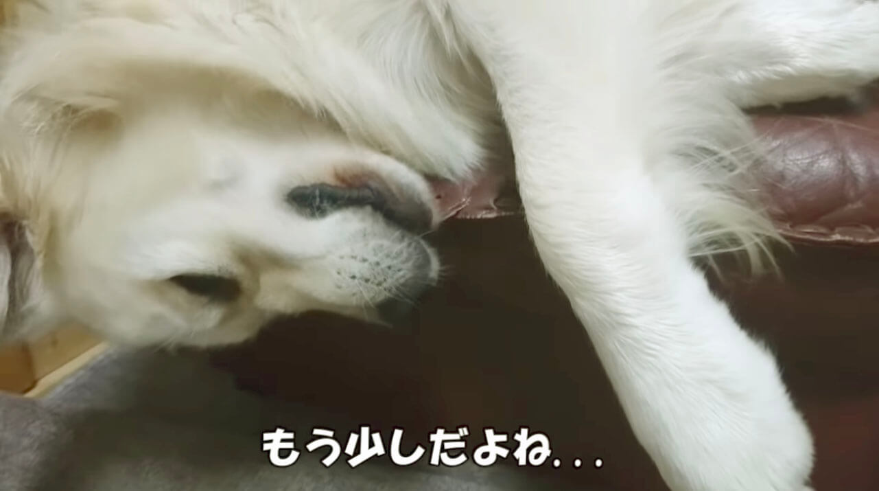 ゴールデンレトリーバー,動画