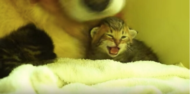 ゴールデンレトリーバー,動画