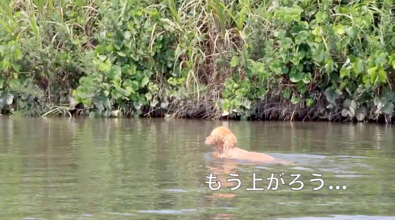 ゴールデンレトリーバー,動画