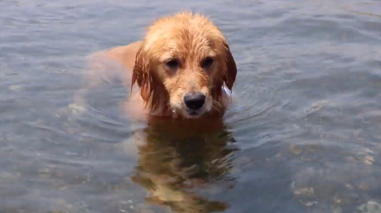 ゴールデンレトリーバー,動画