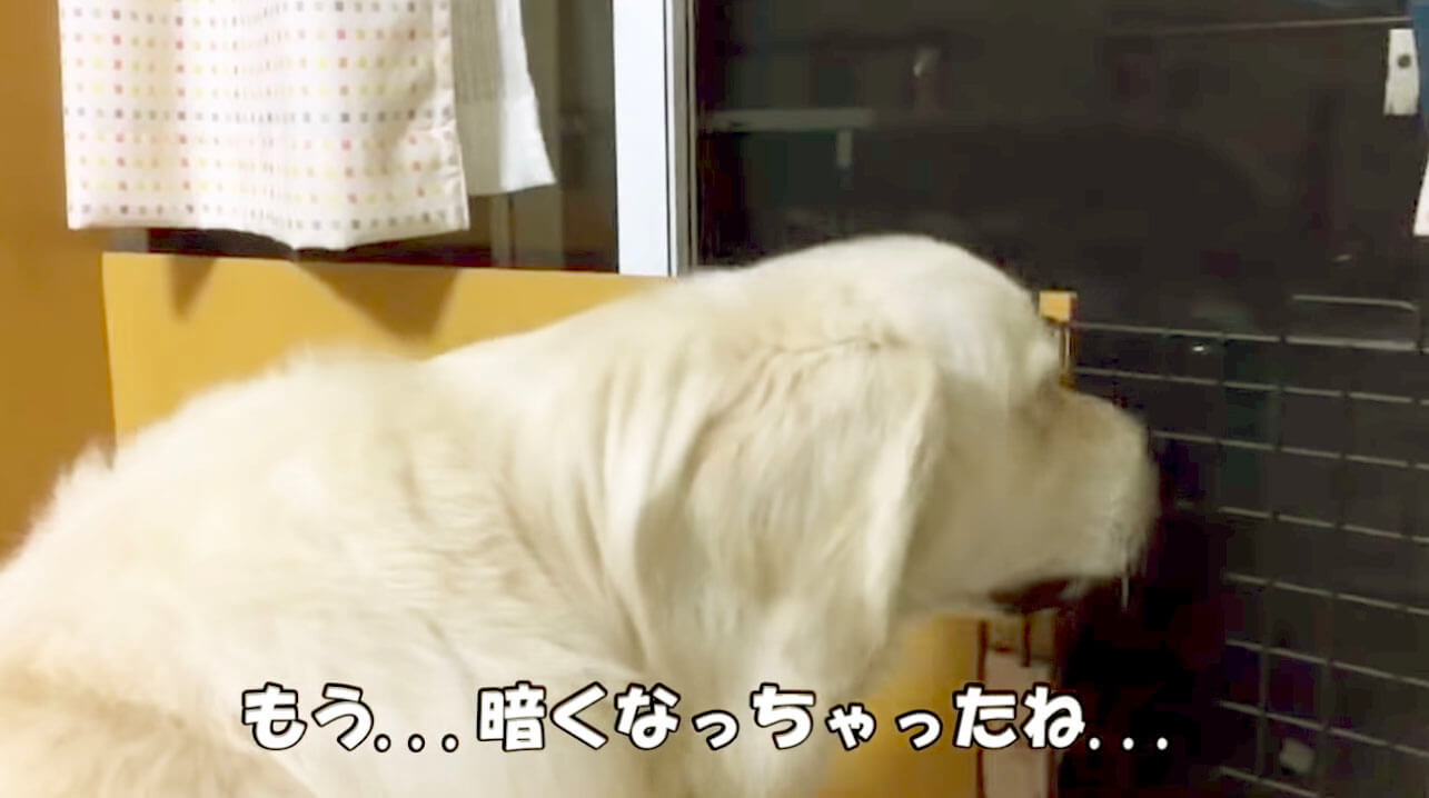 ゴールデンレトリーバー,動画