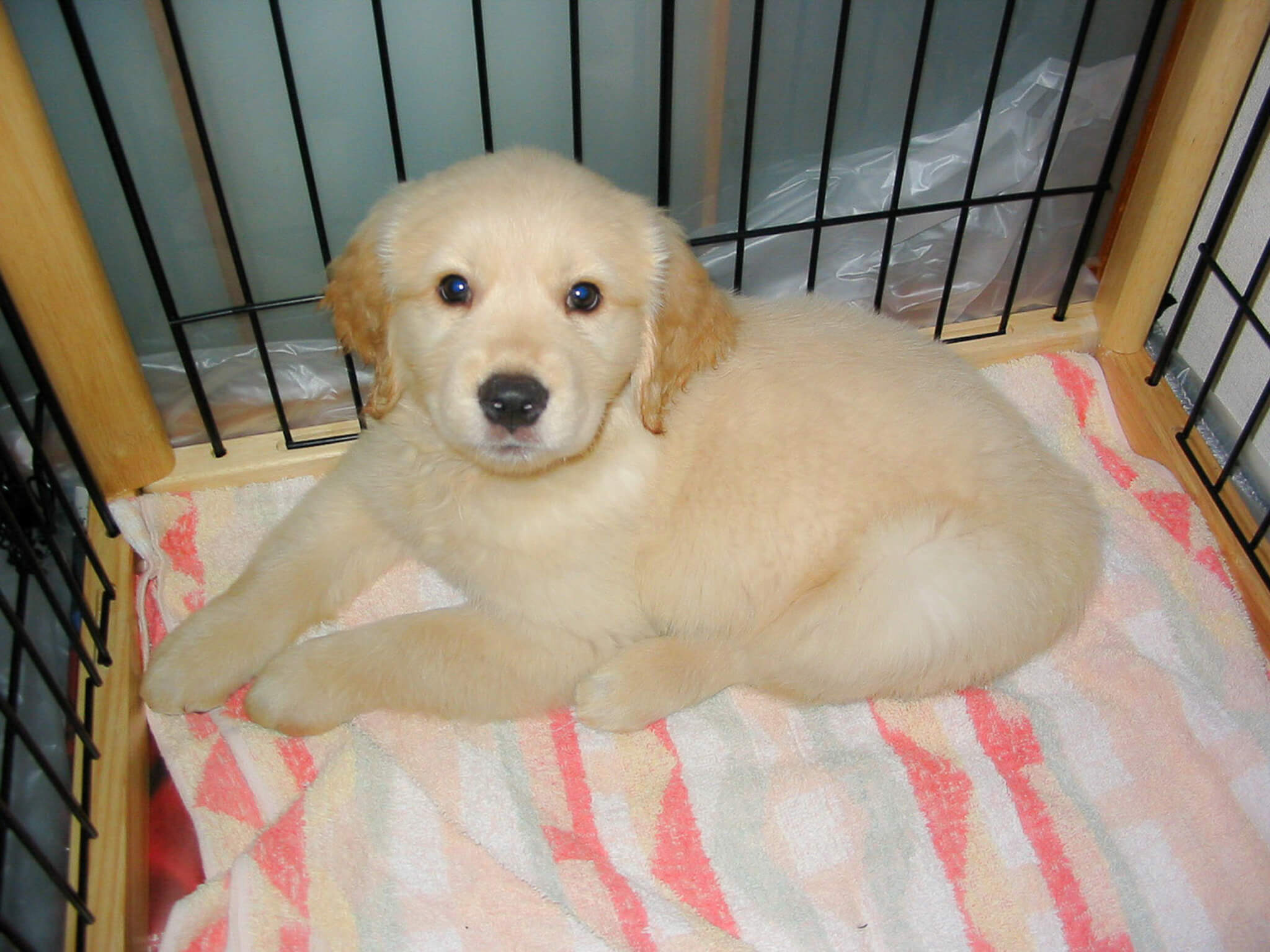 ゴールデンレトリーバー,カメラマン