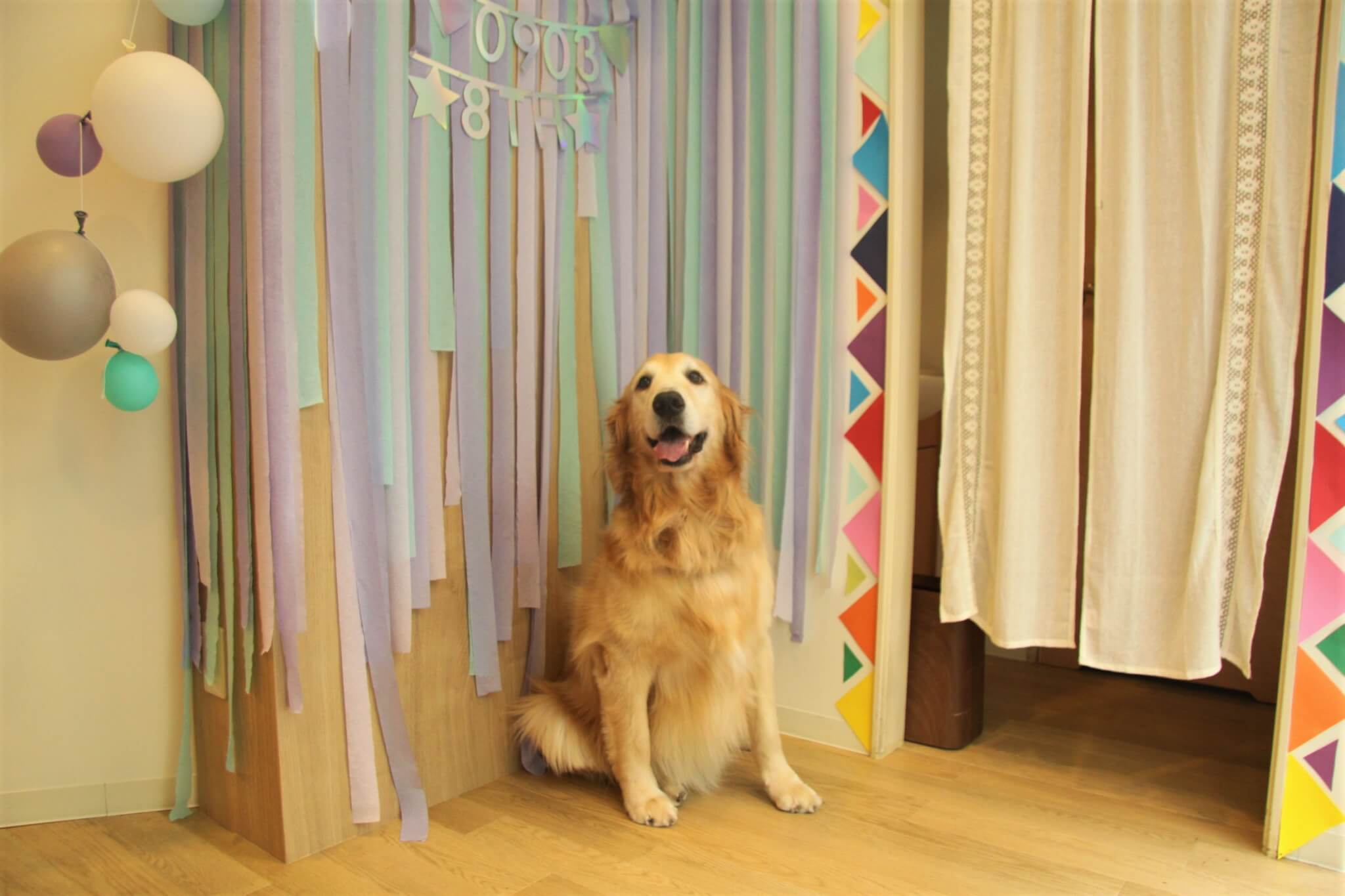 歯科医,ゴールデンレトリーバー