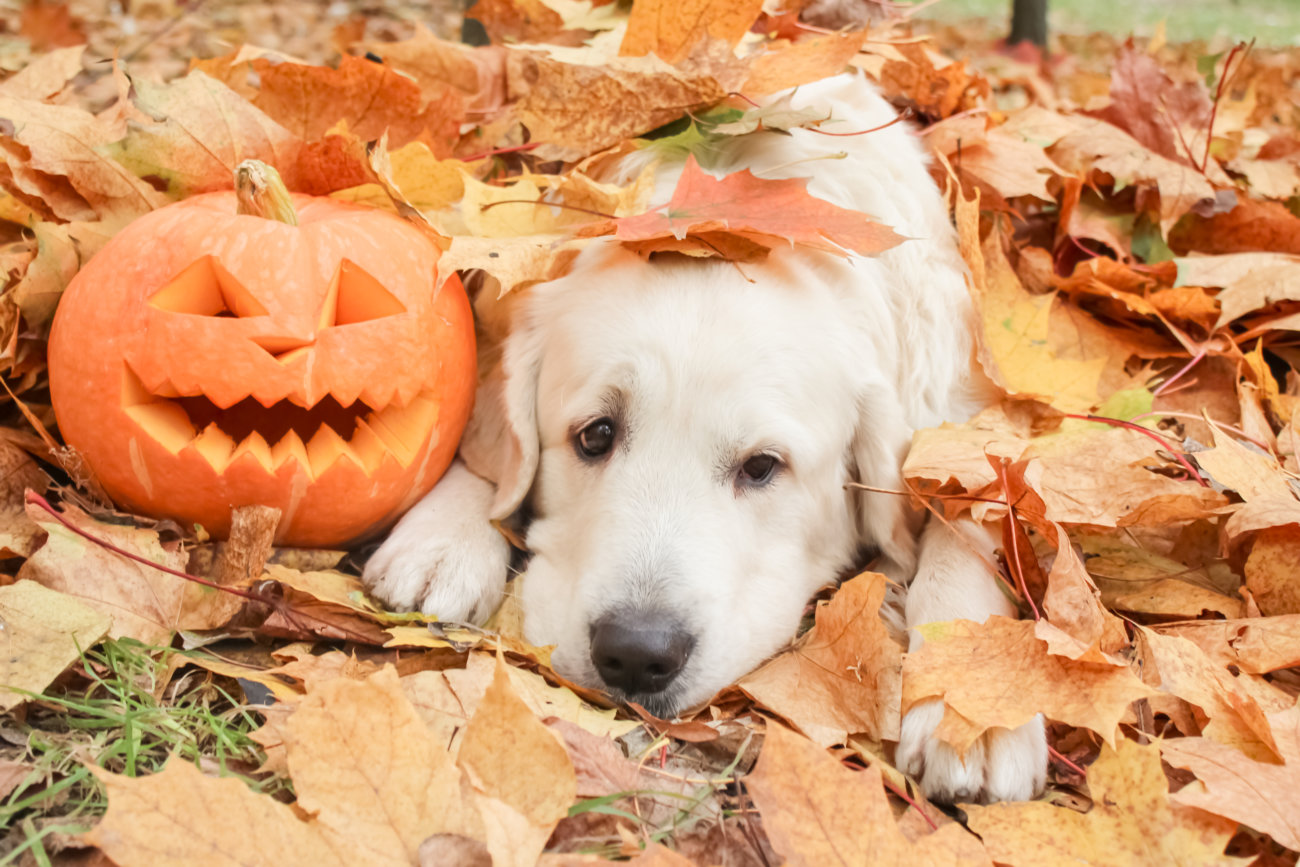 ゴールデンレトリーバー