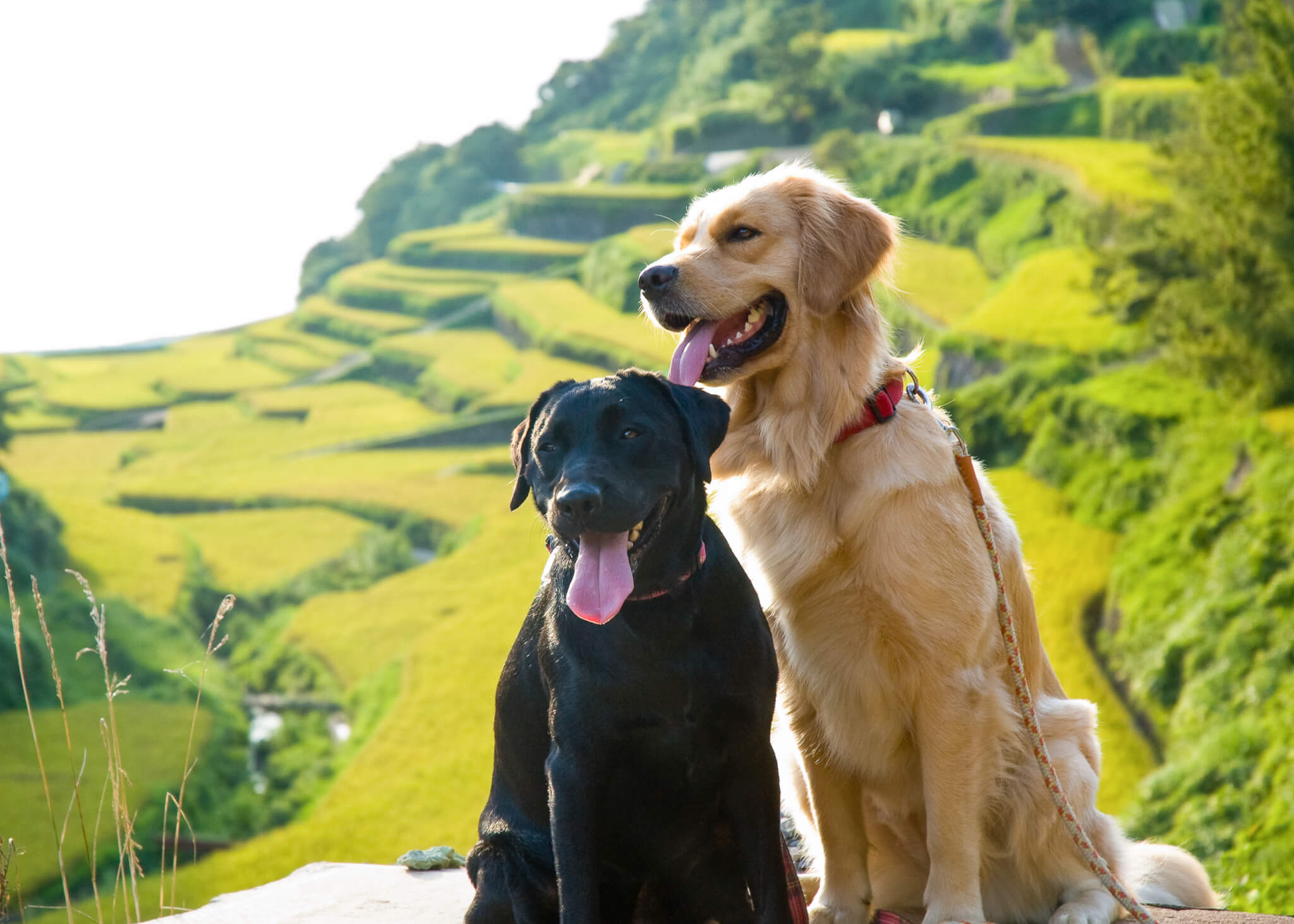 ゴールデンレトリーバー,カメラマン