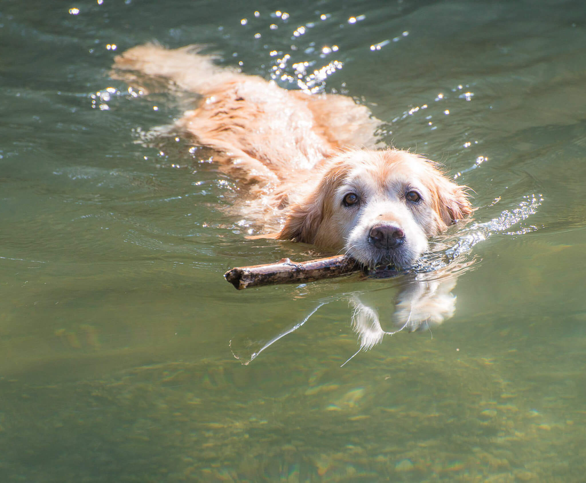ゴールデンレトリーバー,カメラマン