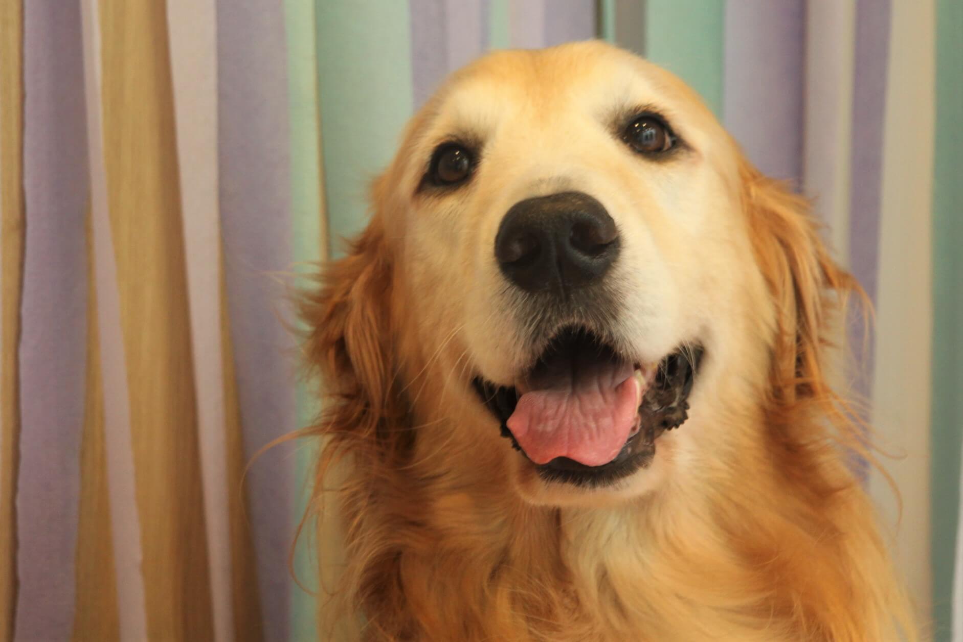 歯科医,ゴールデンレトリーバー