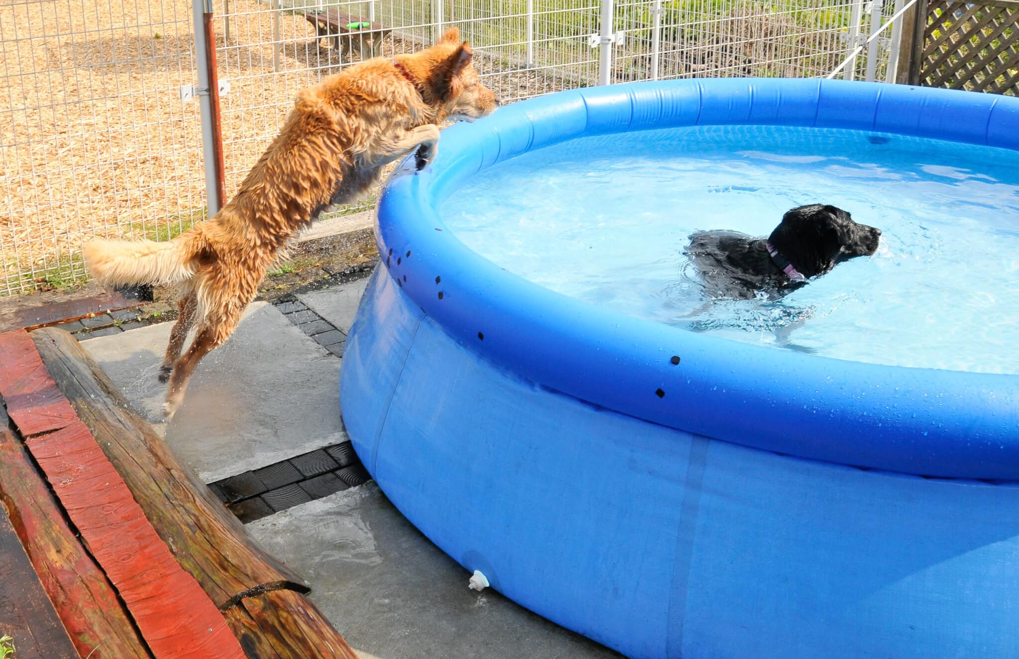 ゴールデンレトリーバー,カメラマン