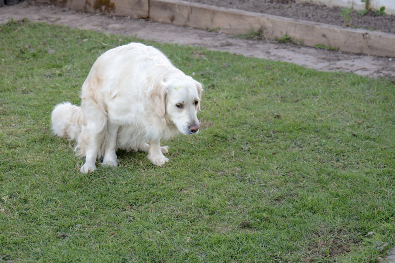 レトリーバー,ジアイーノ