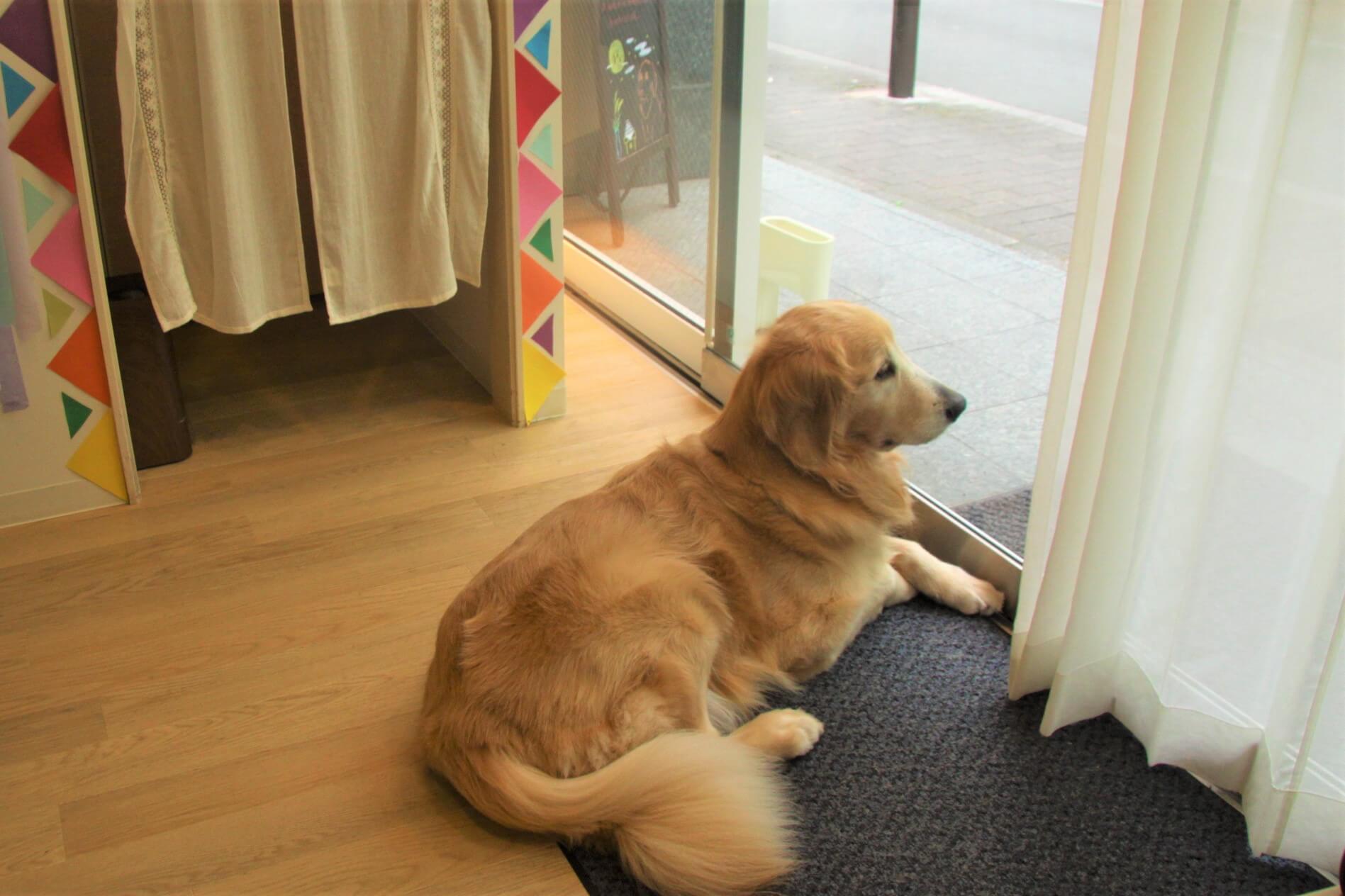 歯科医,ゴールデンレトリーバー