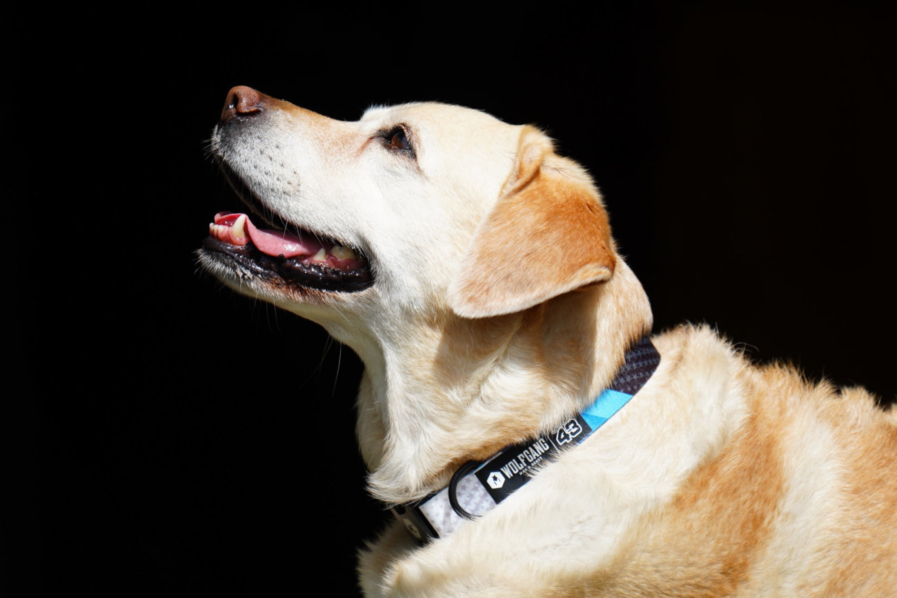 レトリーバー,ウルフギャング