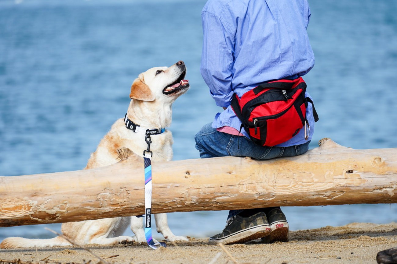 レトリーバー,ウルフギャング
