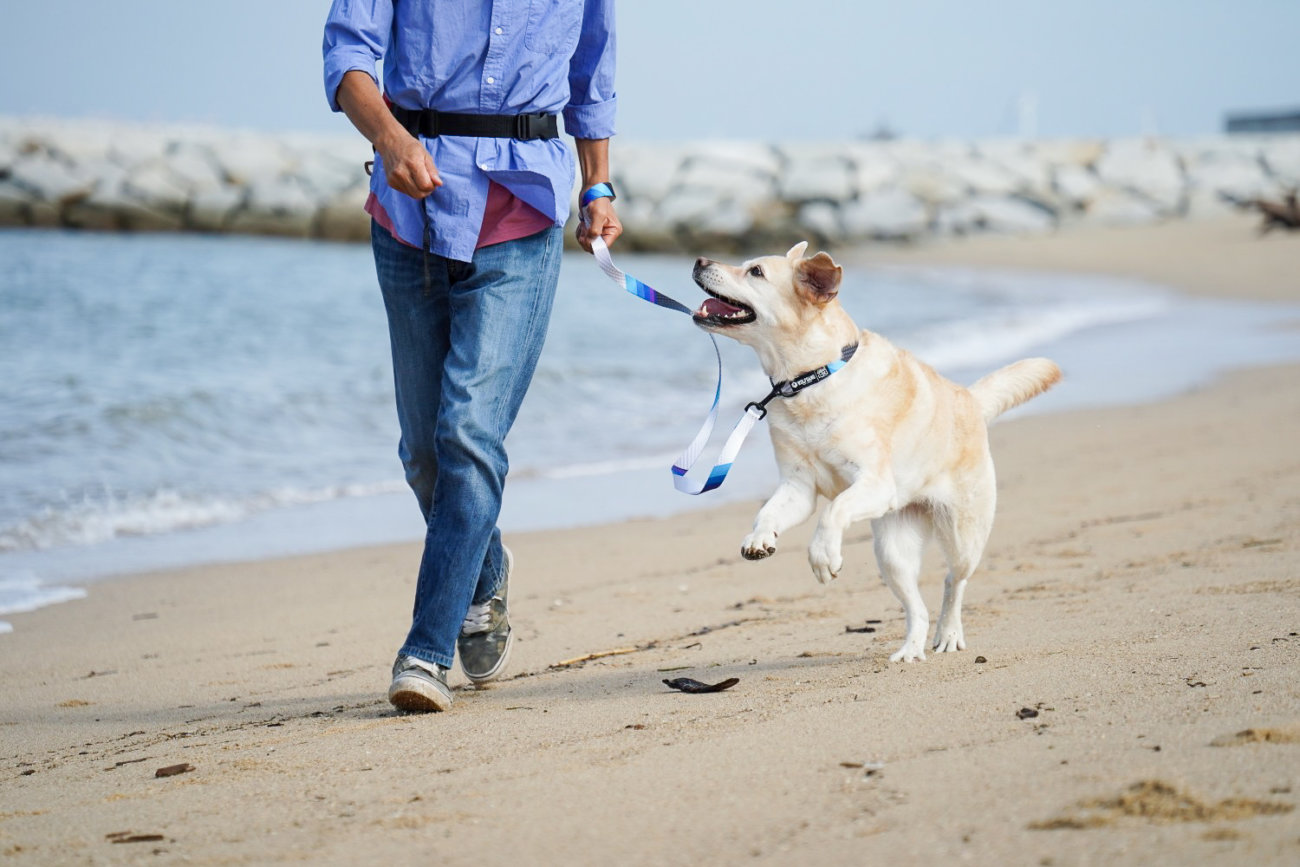 レトリーバー,ウルフギャング