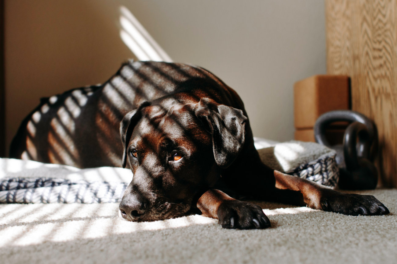 レトリーバー,ジアイーノ