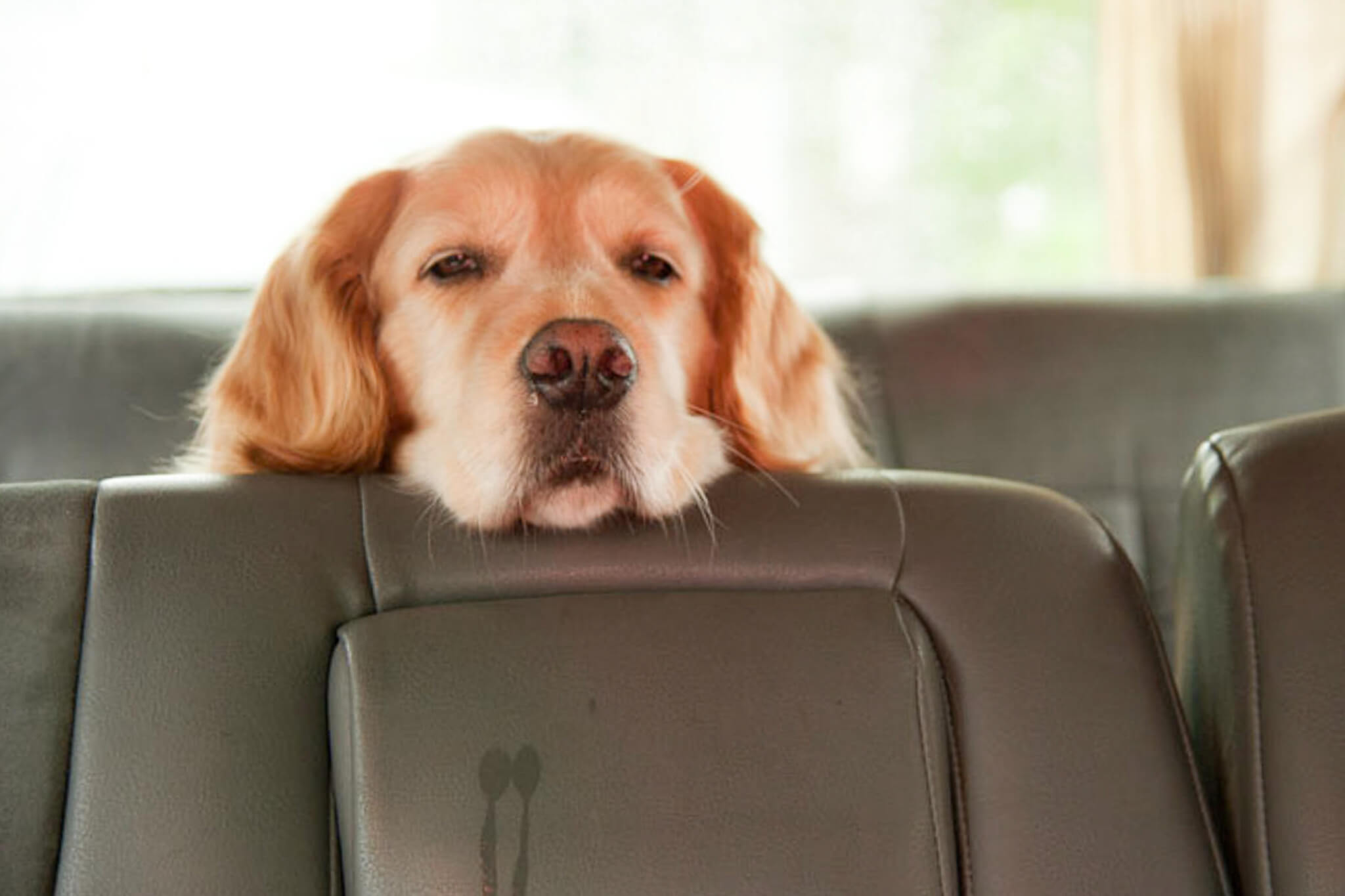 ゴールデンレトリーバー,カメラマン
