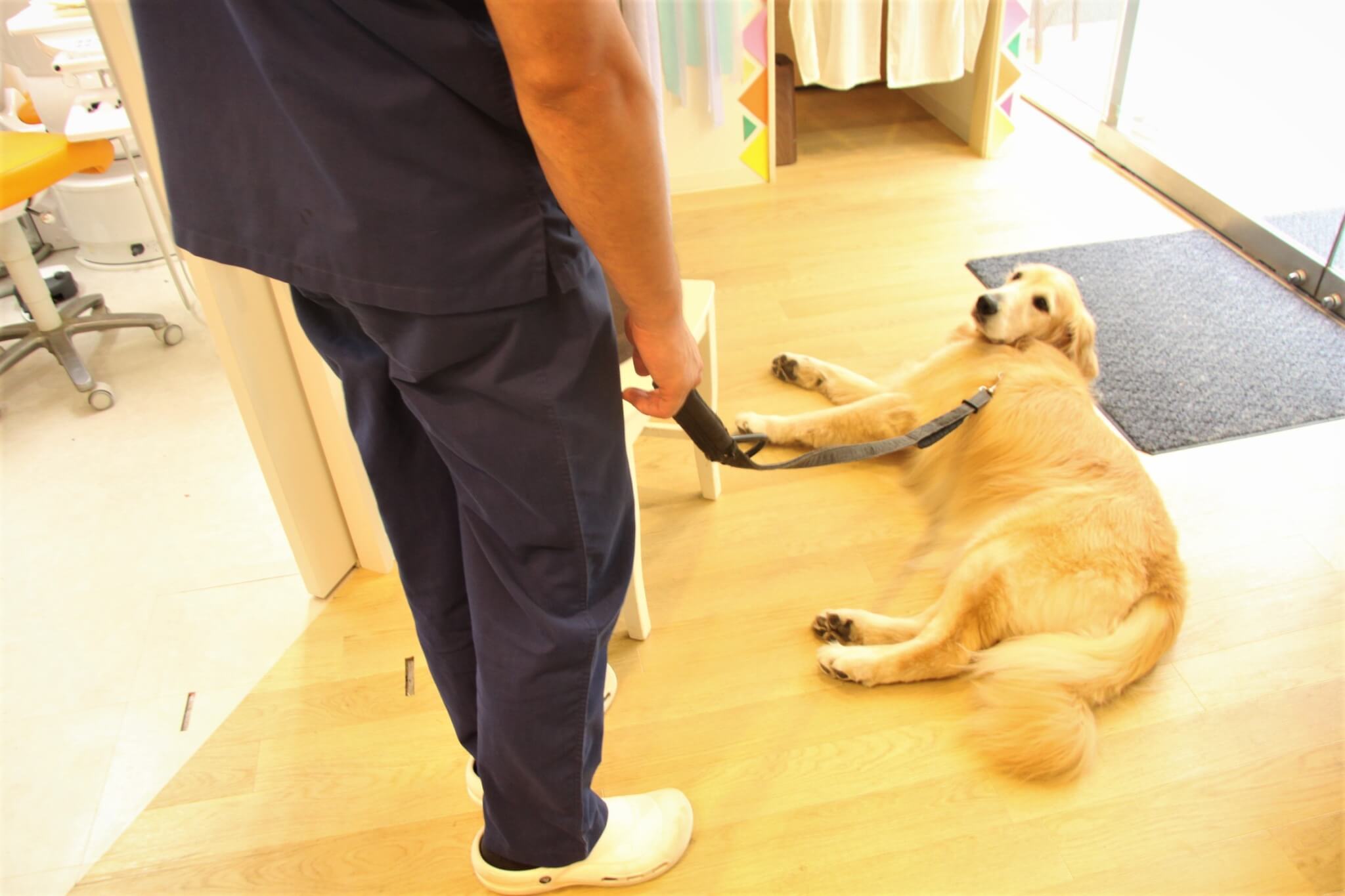 歯科医,ゴールデンレトリーバー