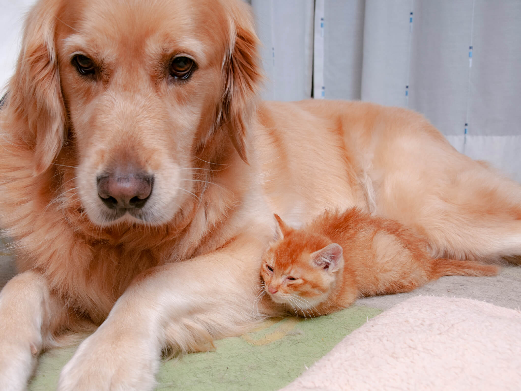 ゴールデンレトリーバー,カメラマン