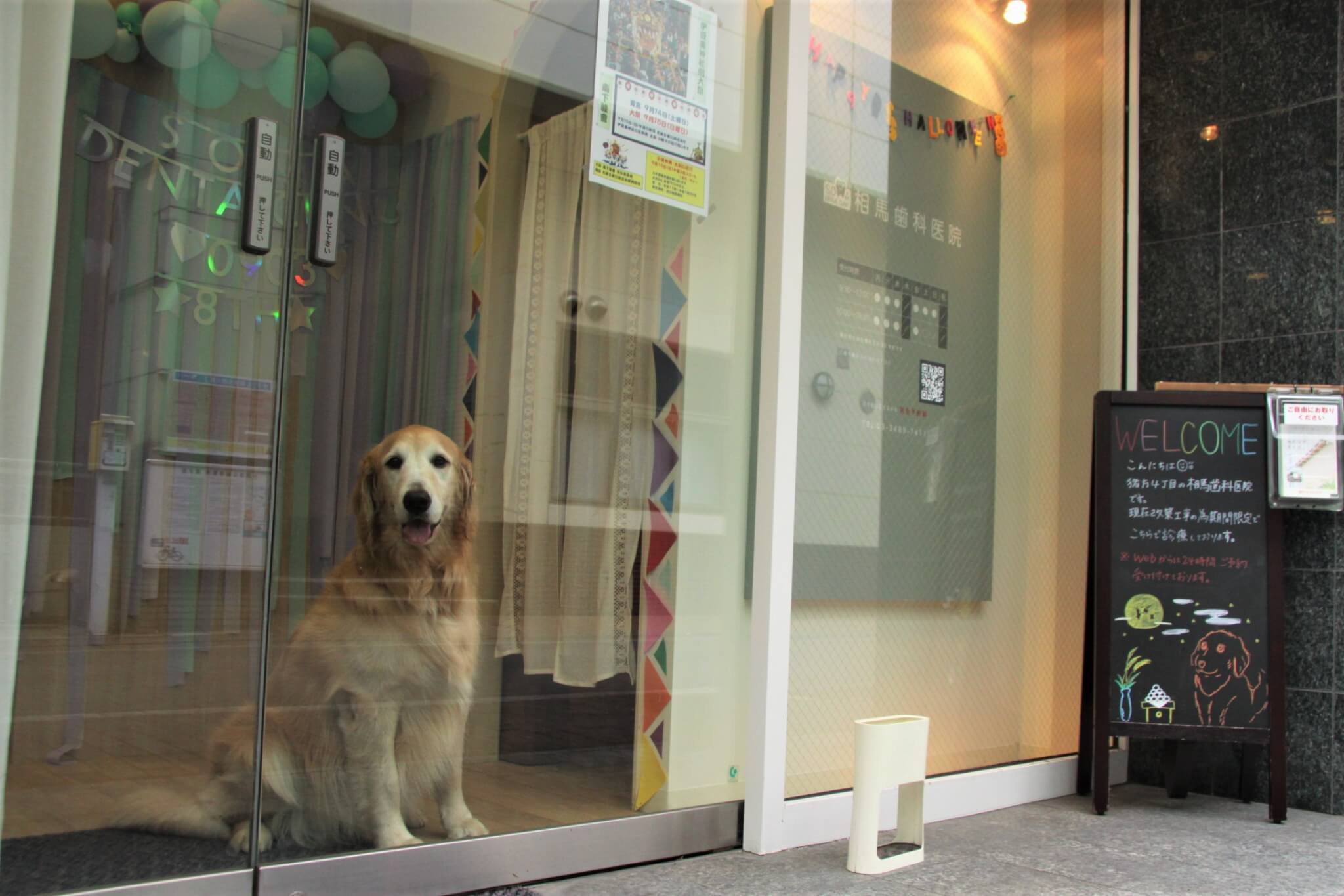 歯科医,ゴールデンレトリーバー