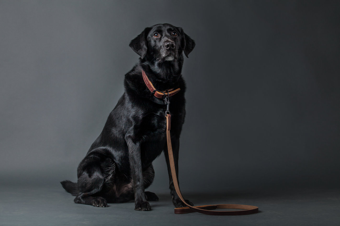 レトリーバー,ウルフギャング