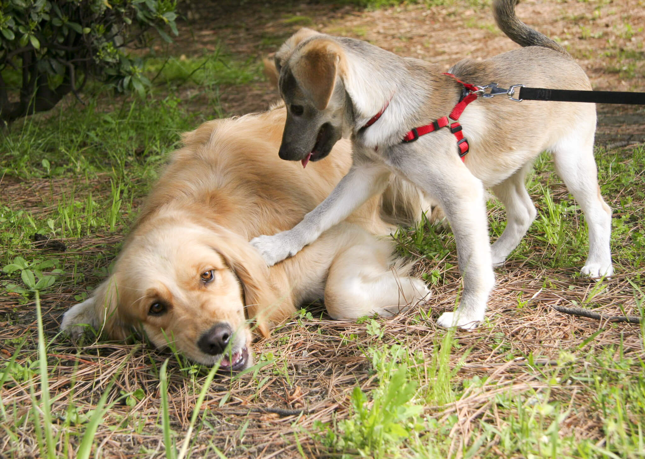 ゴールデンレトリーバー,カメラマン
