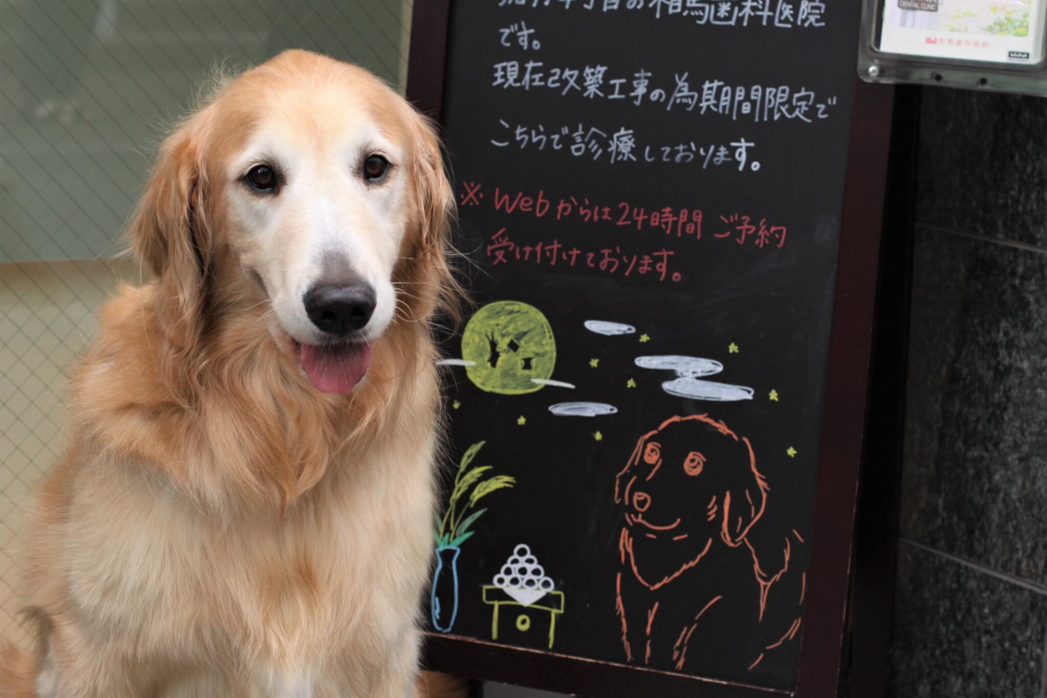 歯科医,ゴールデンレトリーバー