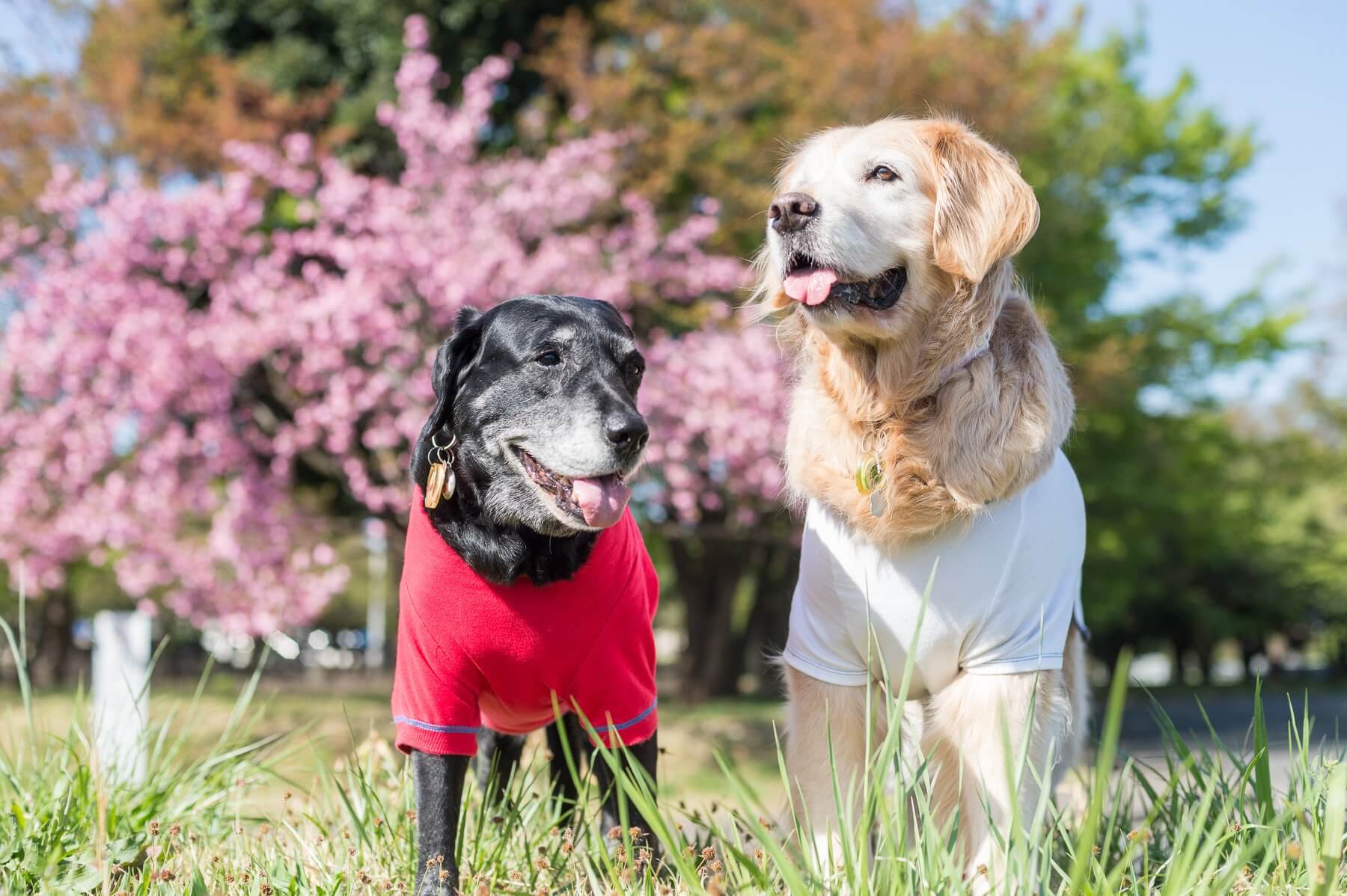 ゴールデンレトリーバー,カメラマン