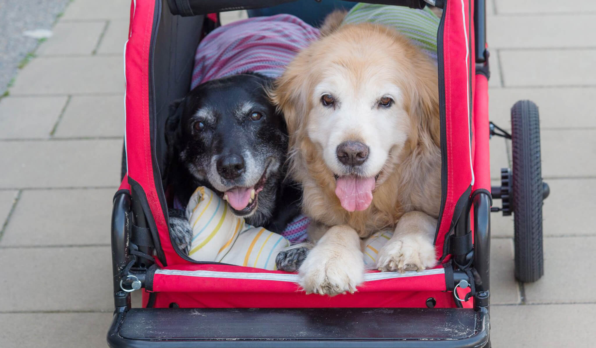 ゴールデンレトリーバー,カメラマン