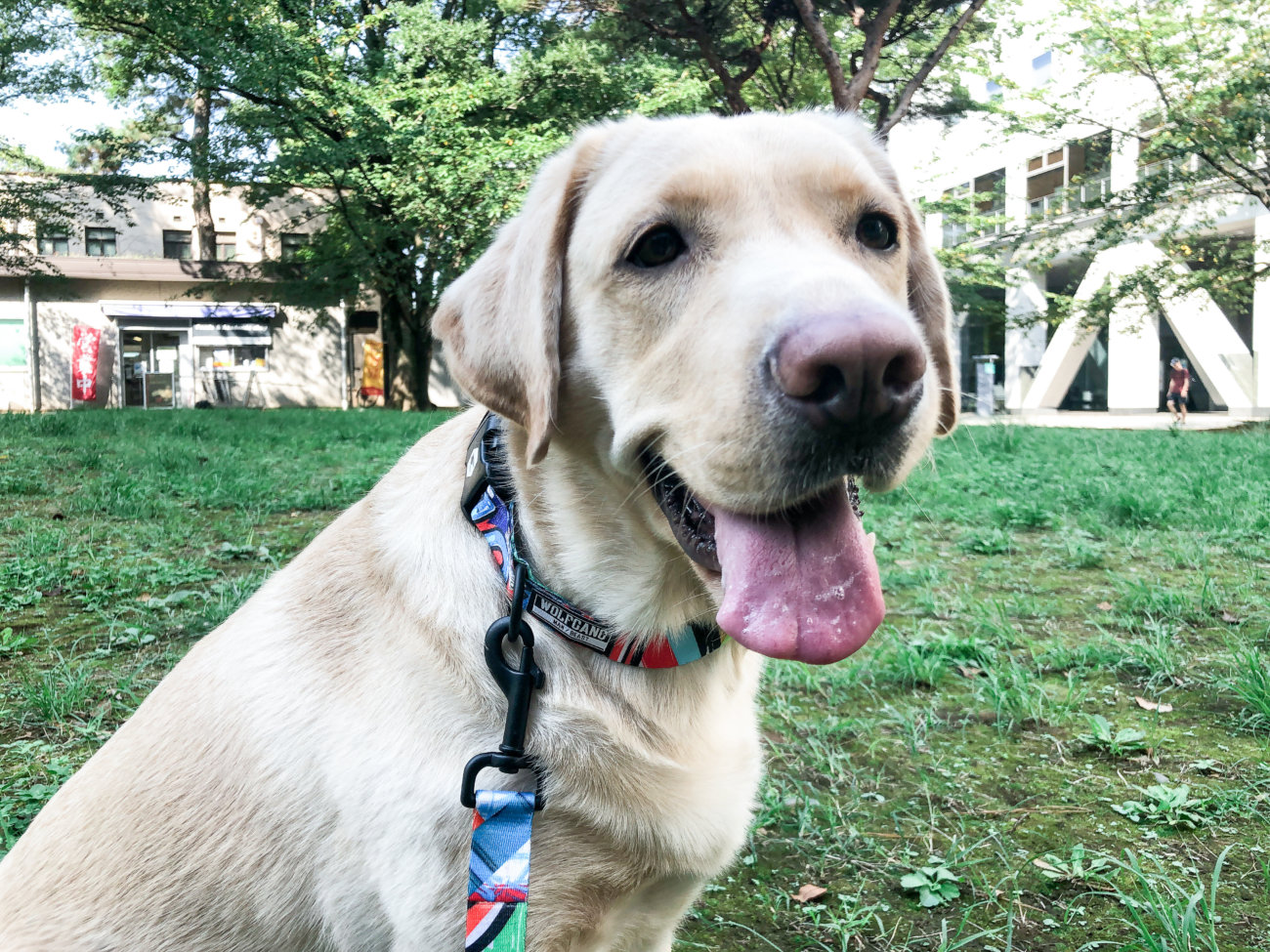 レトリーバー,ウルフギャング