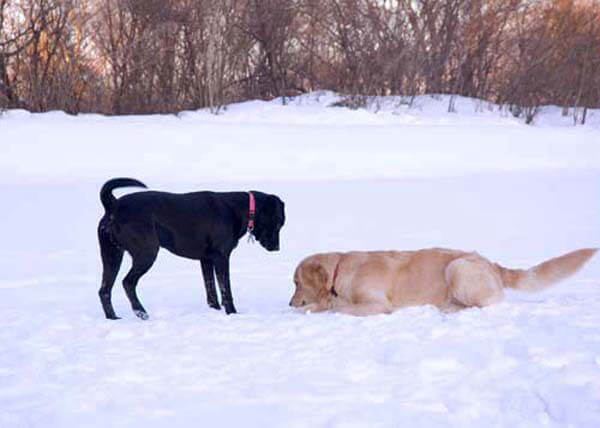 ゴールデンレトリーバー,カメラマン