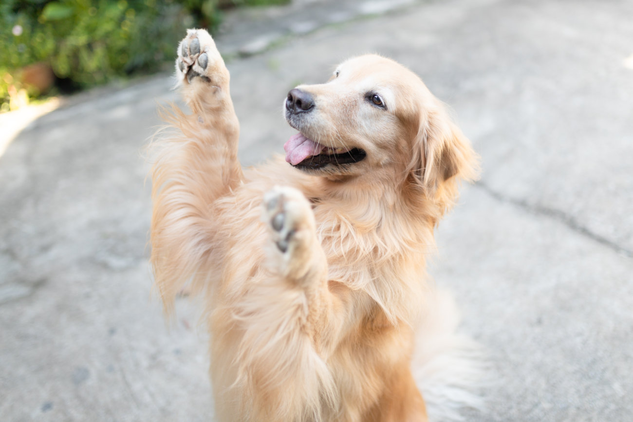 レトリーバー,ジアイーノ