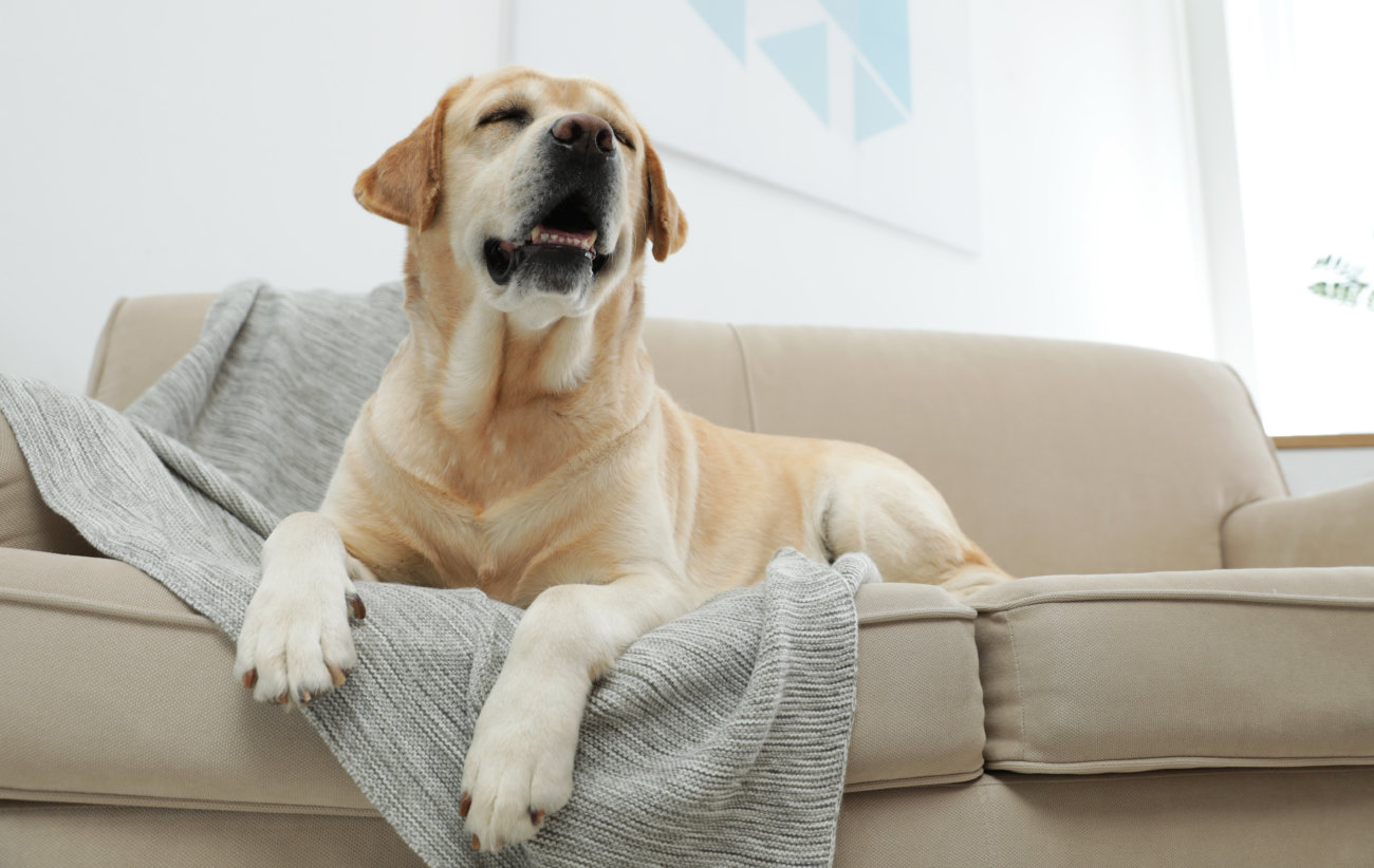 レトリーバー,ジアイーノ