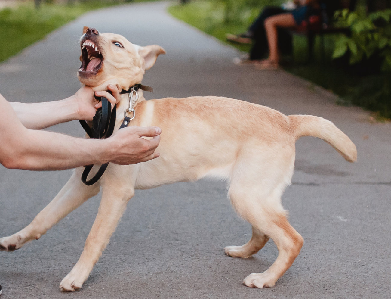 マンボウやしろ,ラブラドールレトリーバー