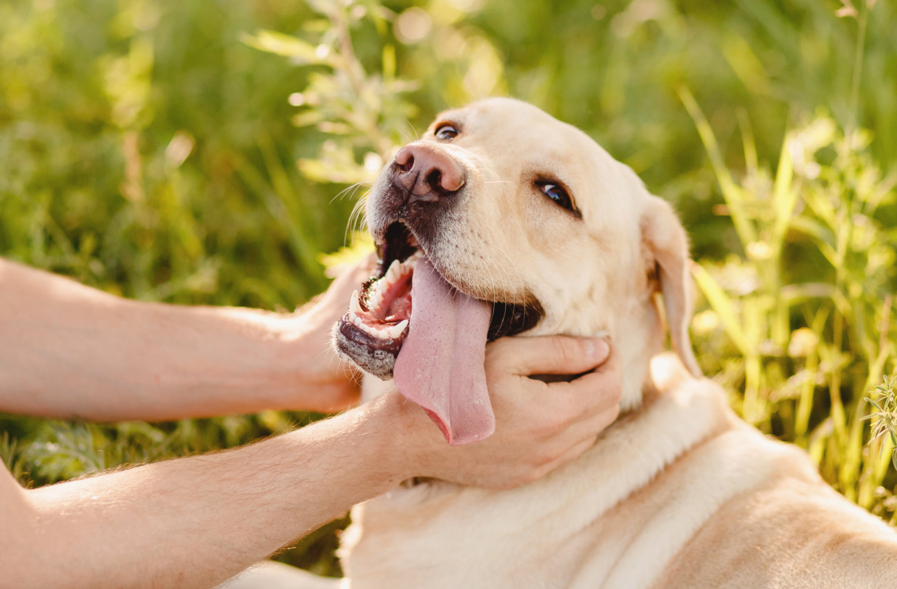 マンボウやしろ,ラブラドールレトリーバー