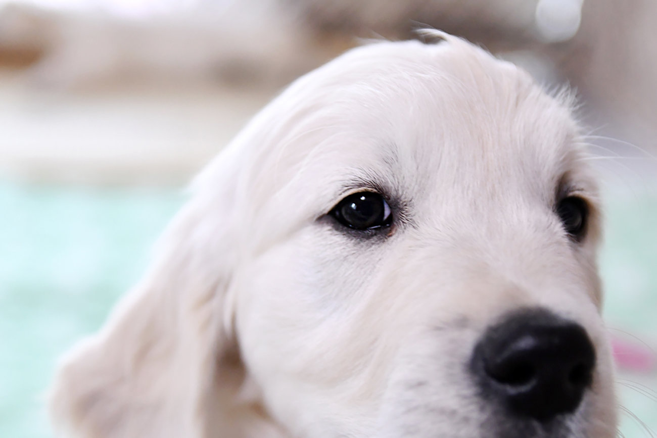 レトリーバー,子犬