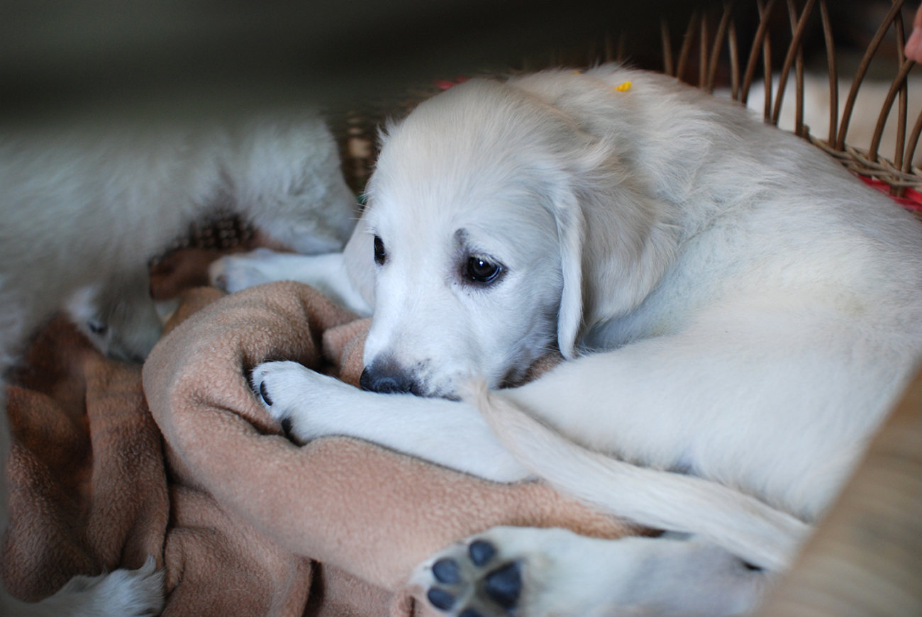 レトリーバー,子犬