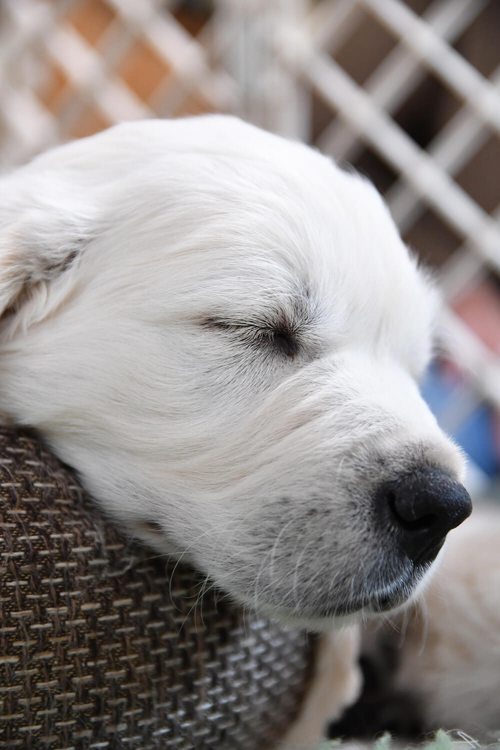 レトリーバー,子犬