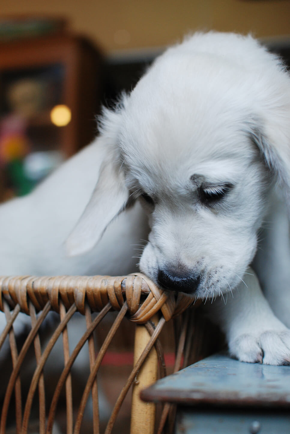 レトリーバー,子犬