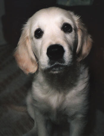 レトリーバー,子犬