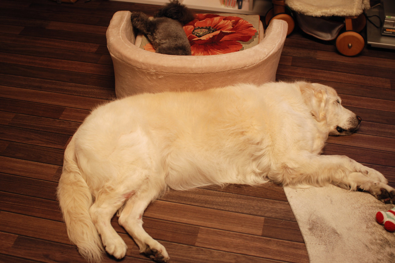 レトリーバー,子犬