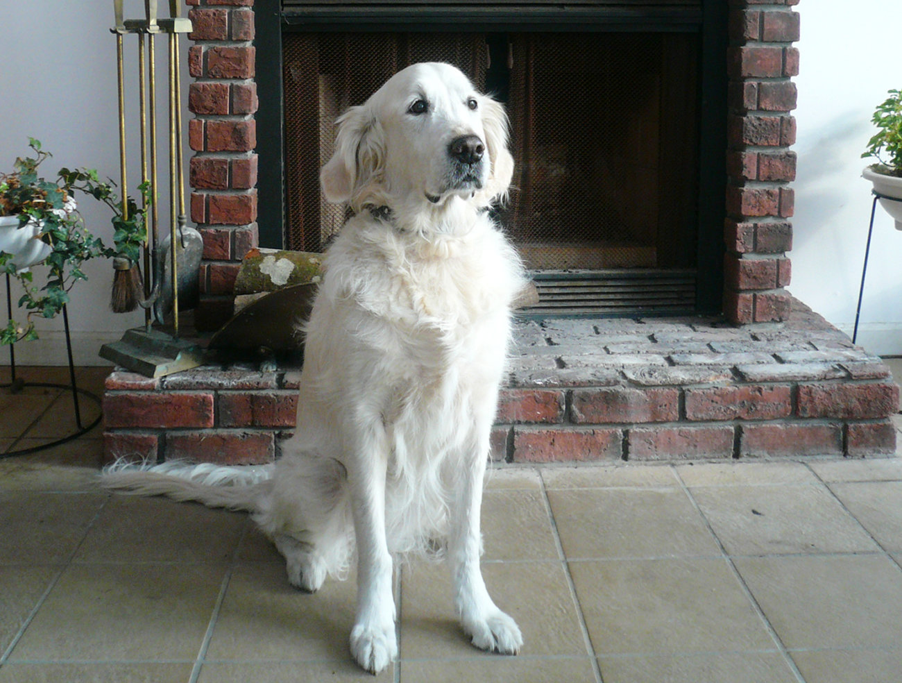 レトリーバー,子犬