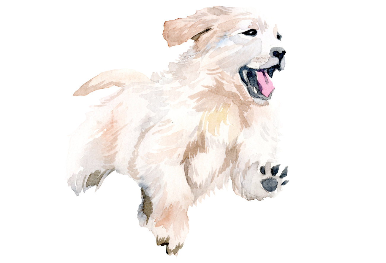 レトリーバー,ジアイーノ