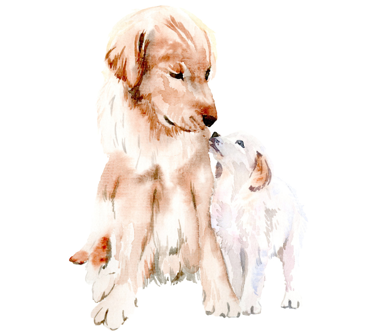 レトリーバー,ジアイーノ